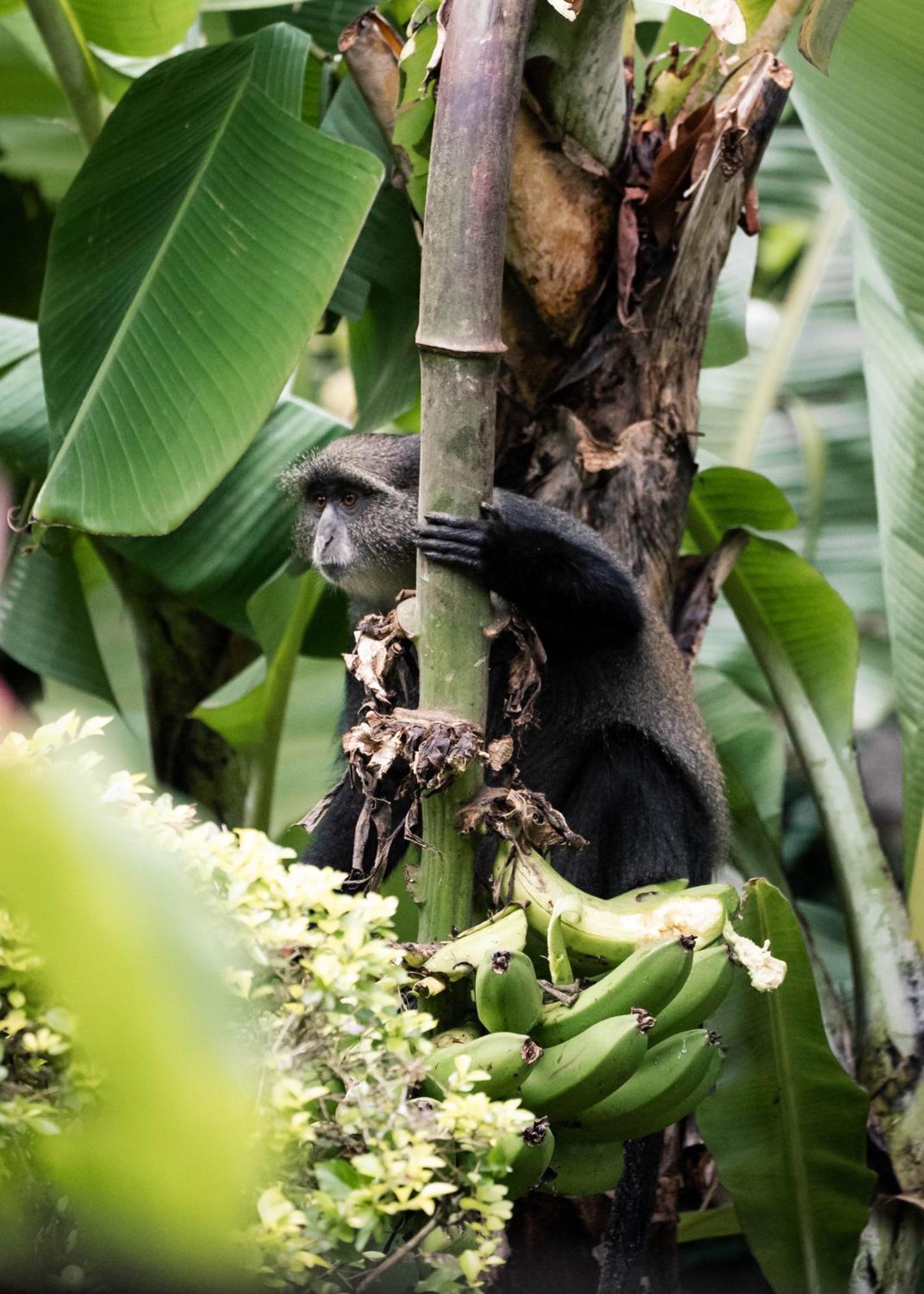 Aishi Machame Villa Moshi Bagian luar foto