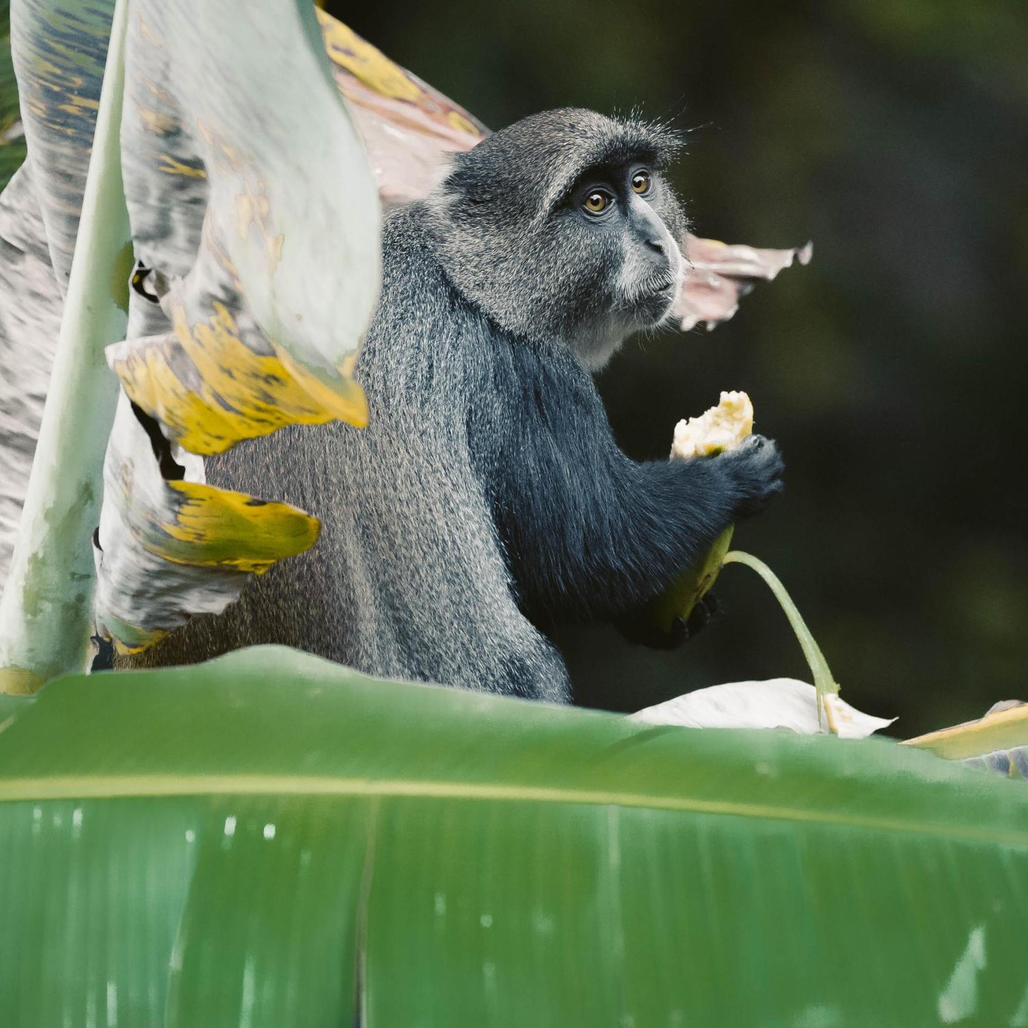Aishi Machame Villa Moshi Bagian luar foto